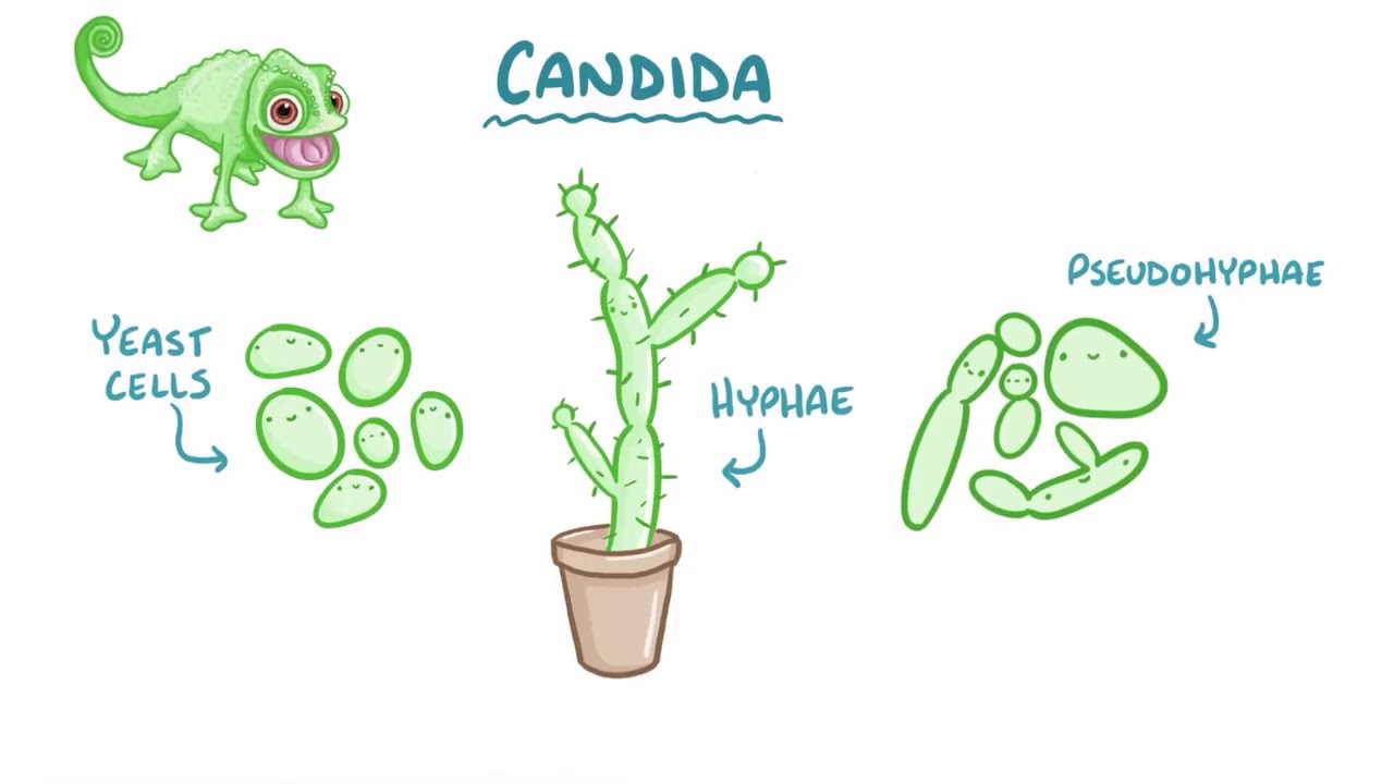 Dung dịch vệ sinh phụ nữ trị nấm candida - Gel phụ khoa nano bạc Táo Xanh