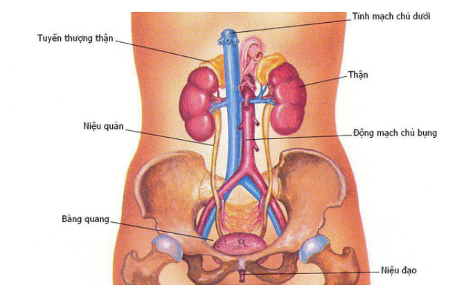 Viêm đường tiết liệu là gì - 4 nguyên nhân chủ yếu